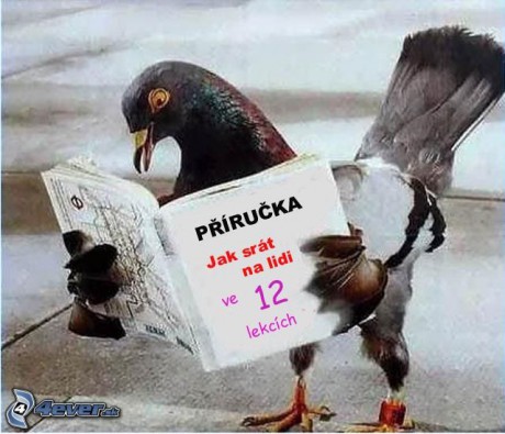 Holub sa učí